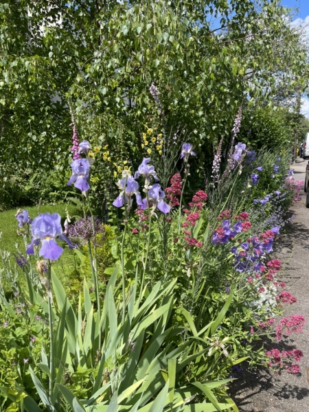 Terrace House Garden